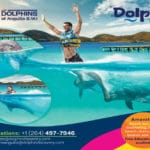 Dophin-Discovery-4